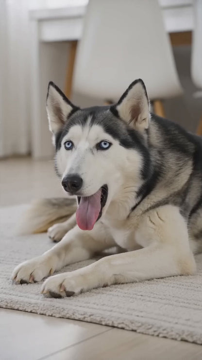Pelota Eléctrica Interactiva para Perros y Gatos con 4 Forros